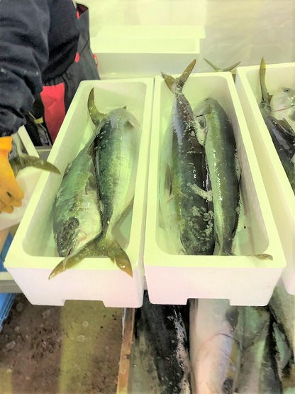 ブリとガンドには専用の箱があります。｜輪島のブランド魚｜JFいしかわ輪島支所
