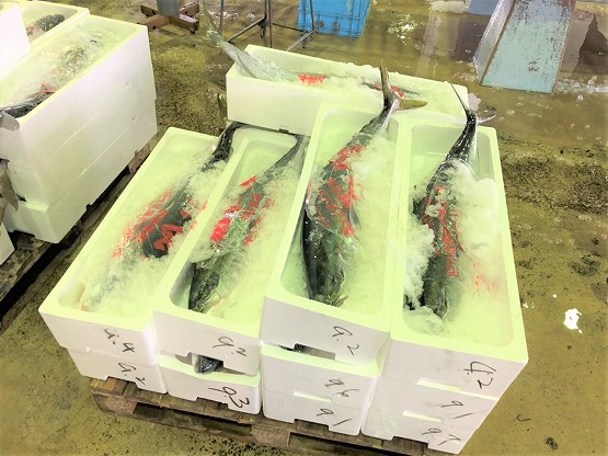 輪島のぶり（ふくらぎ・らぎ）は、４ｋｇ～５ｋｇは二匹入れとして出荷されます。｜輪島のブランド魚｜JFいしかわ輪島支所