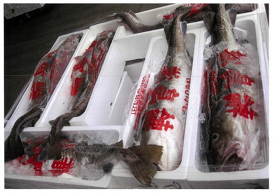 輪島のタラ漁解禁!!刺し網やはえ縄漁船約５０隻の漁師が次々と輪島港に水揚げした。