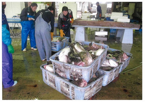 タラ漁の解禁は、県漁協輪島支所管内が県内で最も早い。