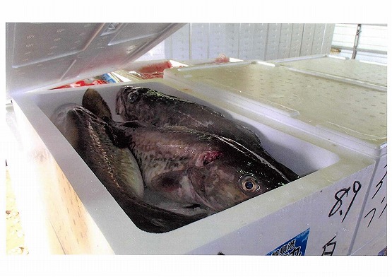 輪島のタラ・真鱈（マダラ）は、丁寧に箱詰めされ、とても良い状態で出荷されます。