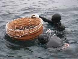 輪島 海女の漁「かちから漁」