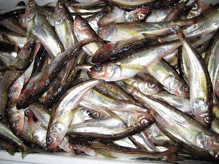 小型底びき網漁 ハタハタ春から秋に主に漁獲する魚たち