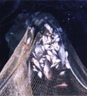 小型底びき網漁の網おこし