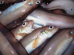 小型底びき網漁 ゲンゲ｜春から秋に主に漁獲する魚たち