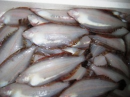小型底びき網漁 カレイ｜春から秋に主に漁獲する魚たち