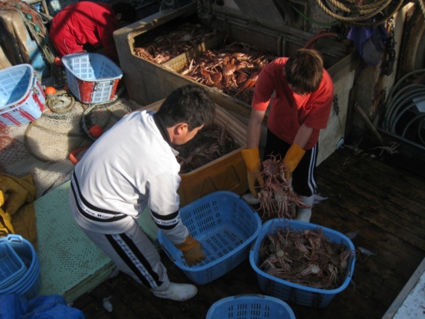 5℃の冷水に設定した魚倉から活ガニを荷揚げする乗組員。